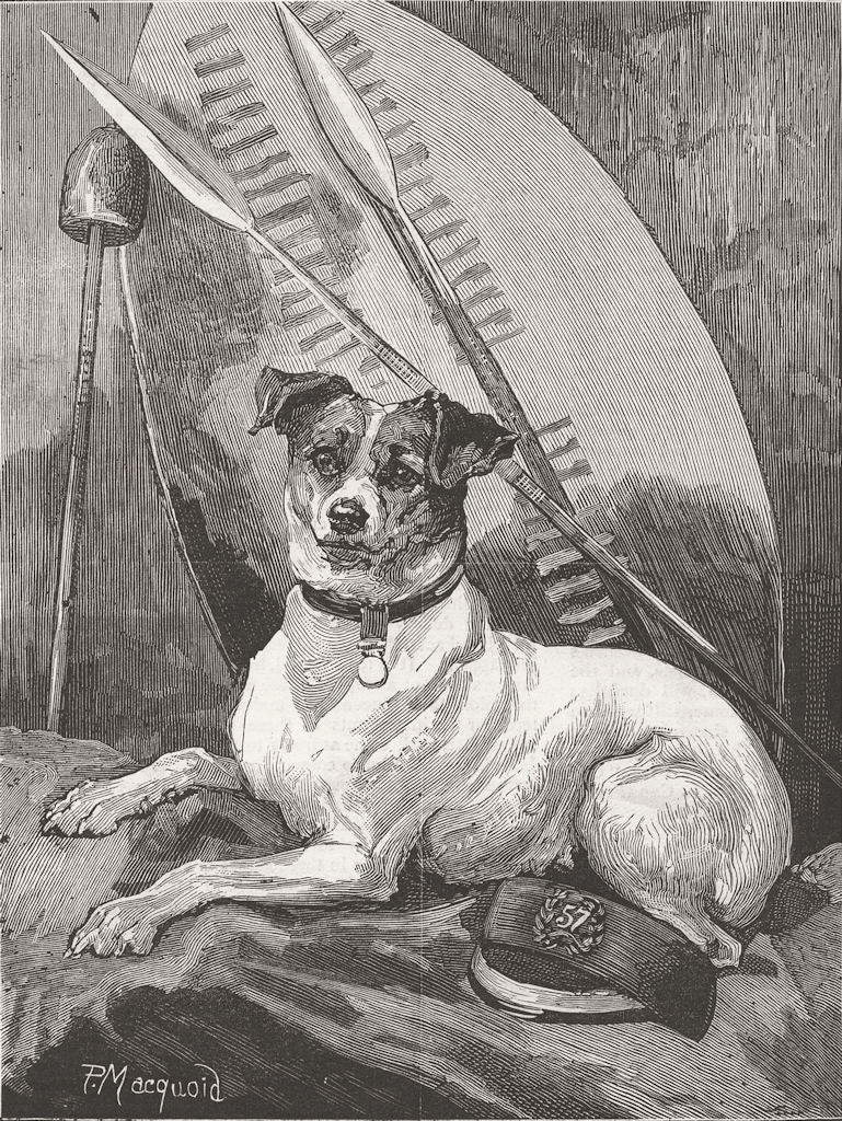 SOUTH AFRICA. Tottiee, regimental pet 1882 old antique vintage print picture